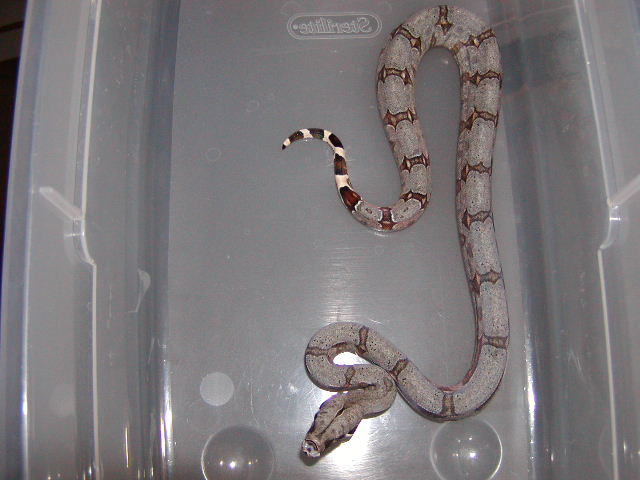 female #2