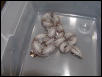 female #3