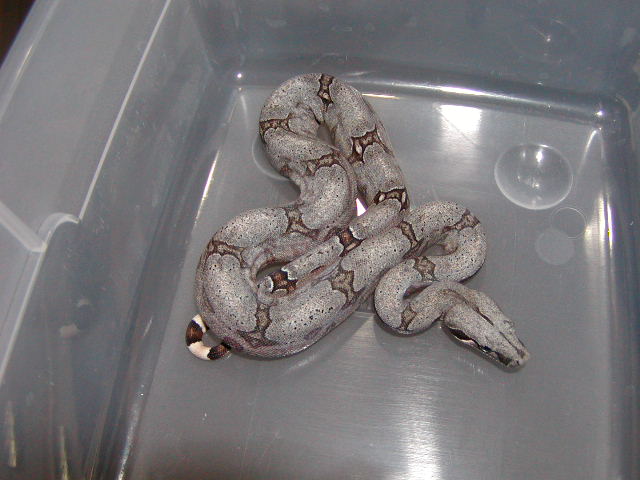 female #3