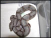 female #7