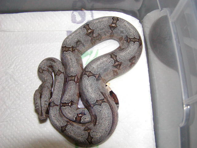 female #7