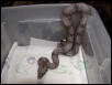 female #46