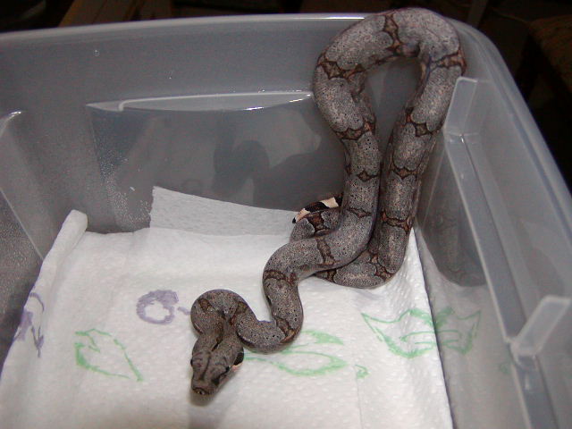female #46