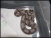 female #4