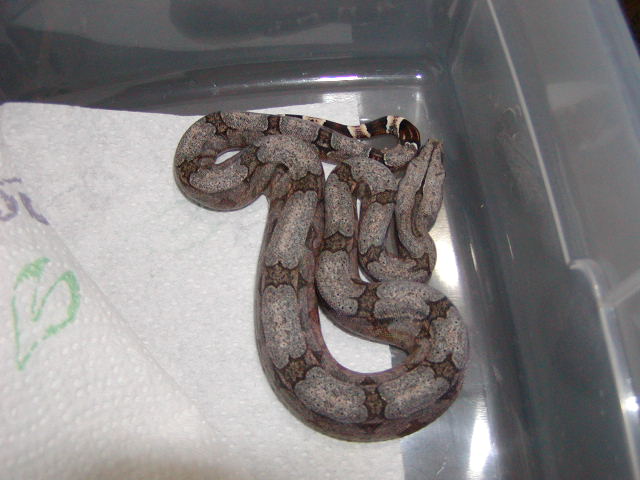 female #4