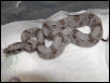 female #36