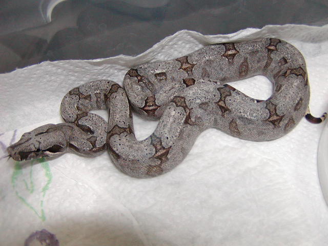 female #36