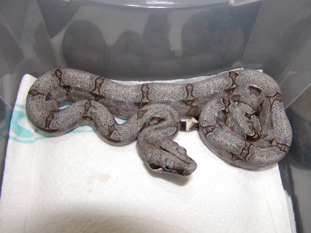female #51