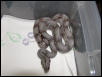 female #48