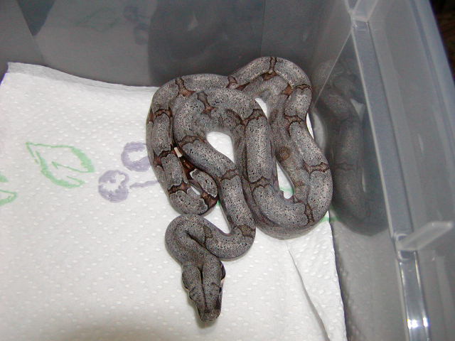 female #48
