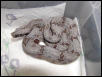 female #41