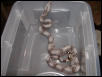 female #30