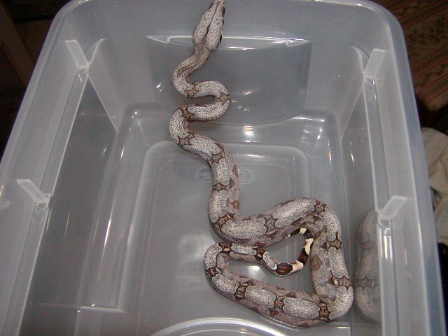 female #30