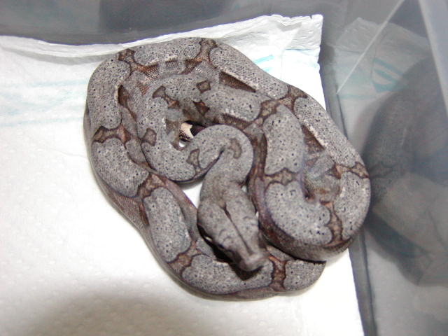 female #24