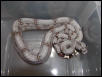 male #26