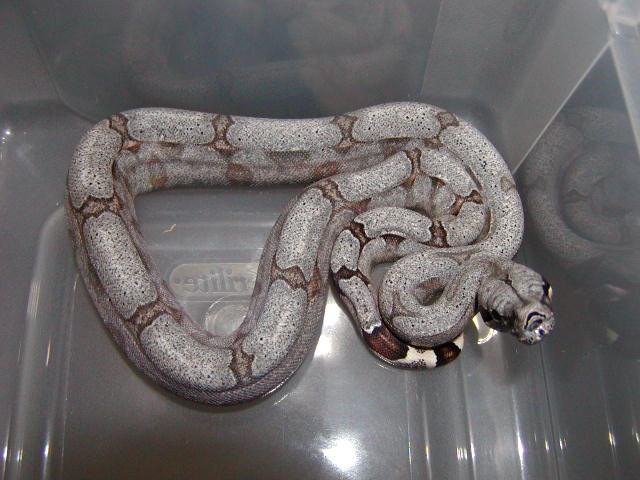 male #26