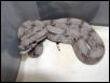 male #13