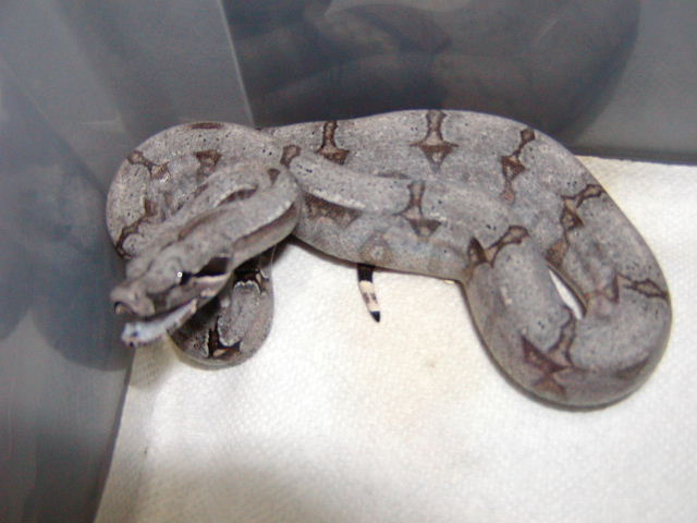 male #13
