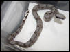 male #29