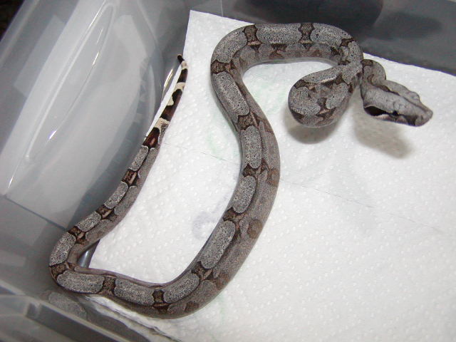 male #29