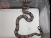 male #14
