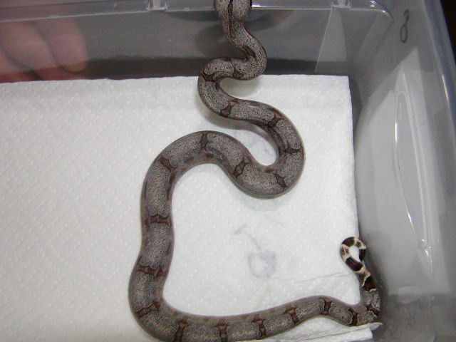 male #14