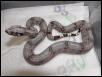 male #12