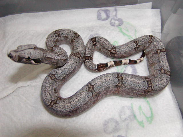 male #12