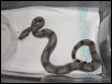 male #20