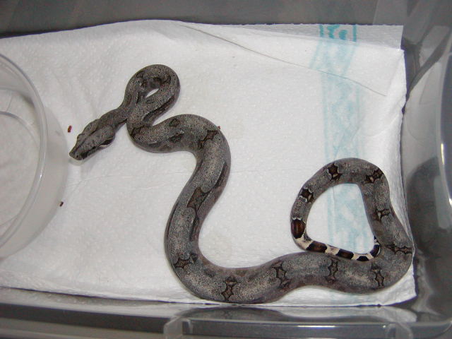 male #20