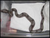 male #11