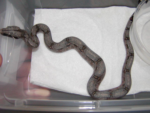male #11