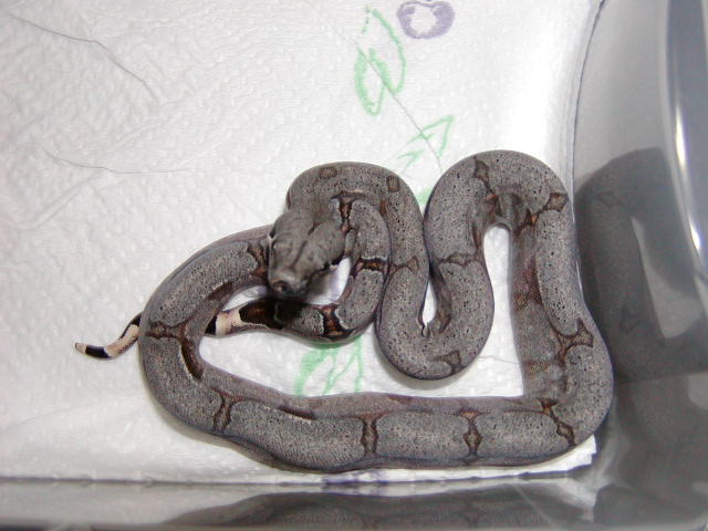 male #45