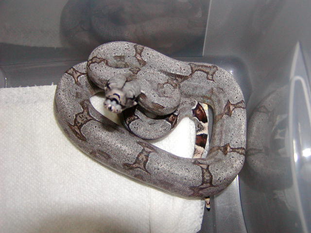 male #19