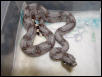 male #43