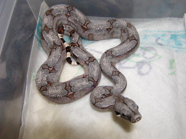 male #43