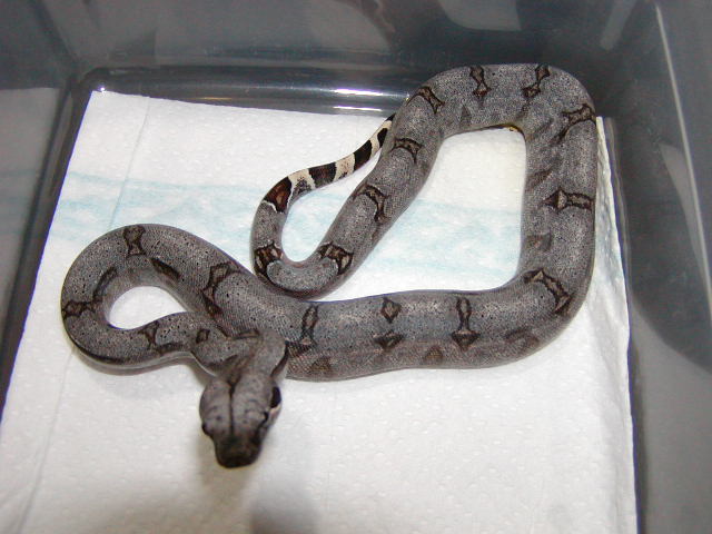 male #35