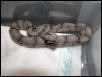 male #23