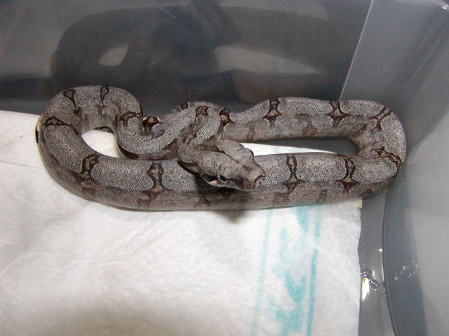 male #23