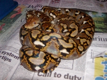 het female retic