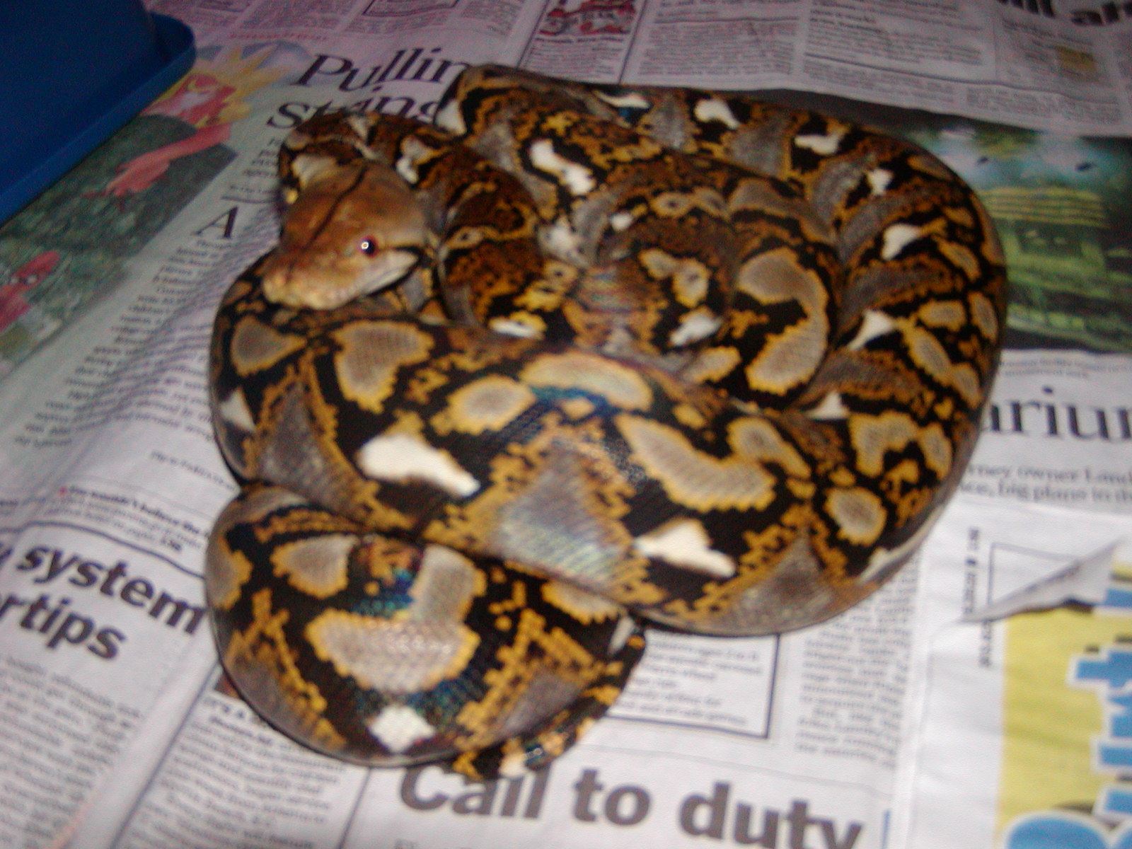 het female retic