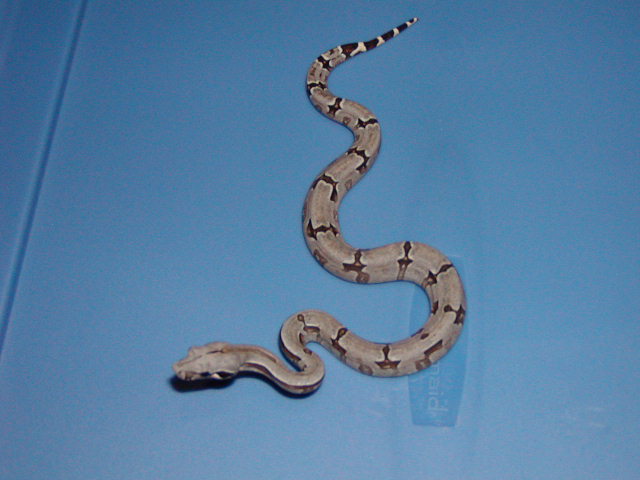 twin female bolivian