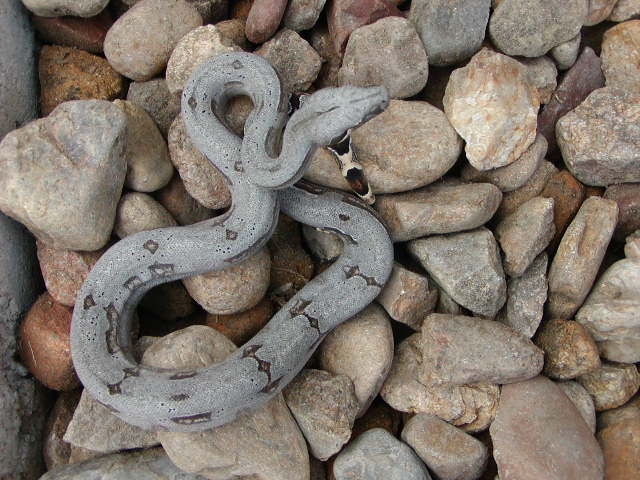 male bolivian outside