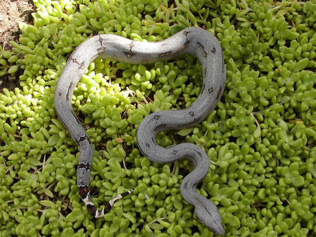 male bolivian outside