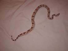 hypo 66% poss het for albino