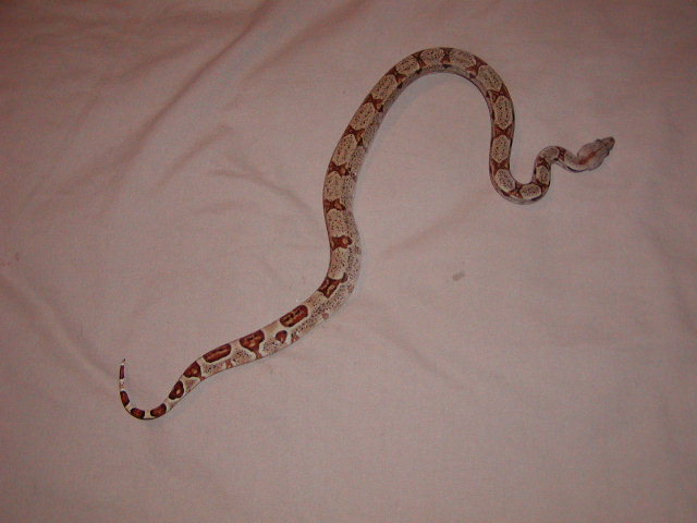 hypo 66% poss het for albino