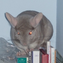 My male chinchilla again