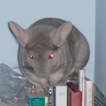 My male chinchilla again