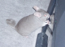 Male Chinchilla