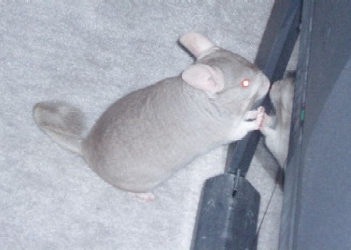 Male Chinchilla